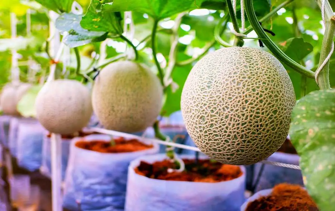 HOW TO GROW CANTALOUPE MELONS IN A GREENHOUSE? – Slick Garden