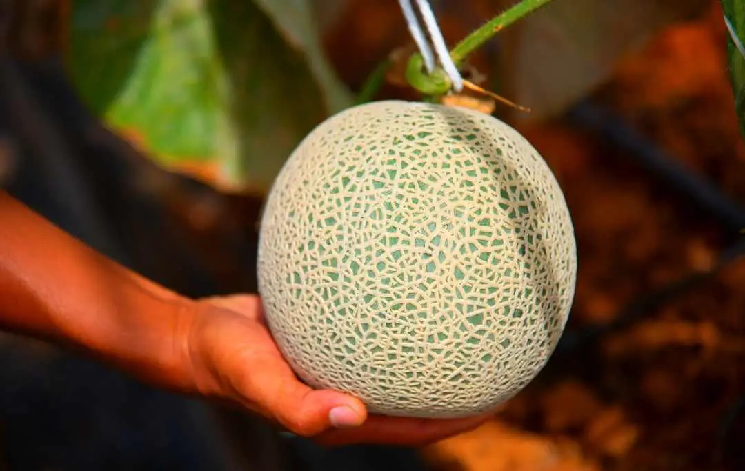 HOW TO GROW CANTALOUPE MELONS IN A GREENHOUSE? Slick Garden