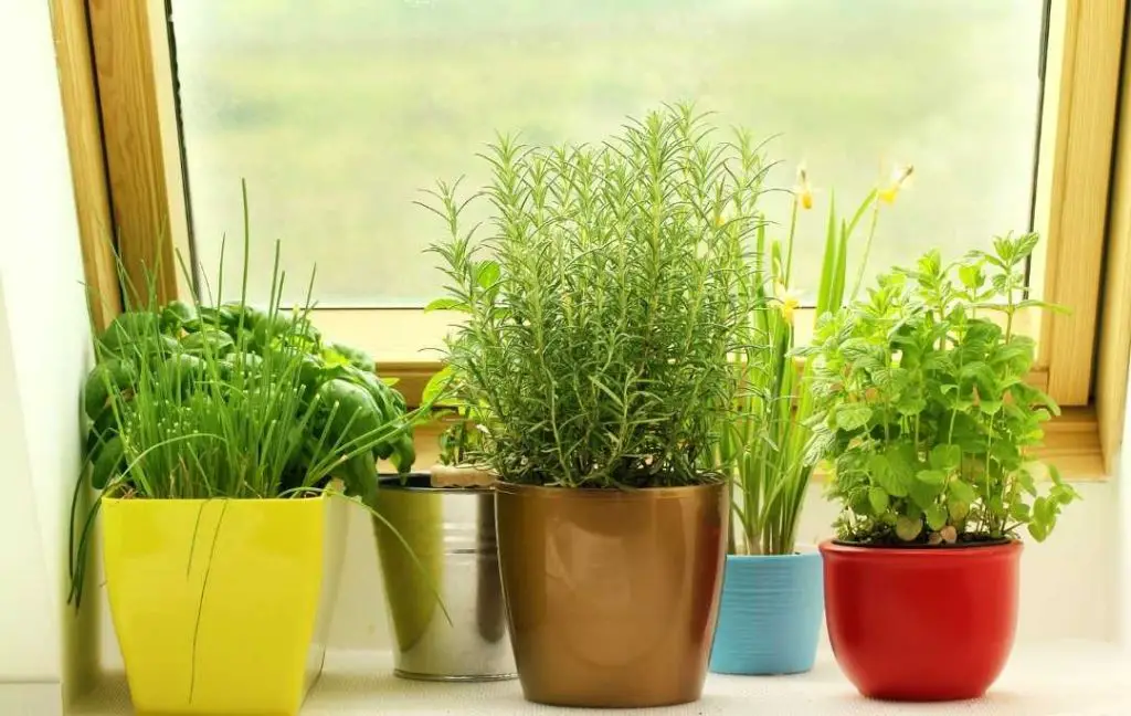 how-to-grow-herbs-indoors-slick-garden