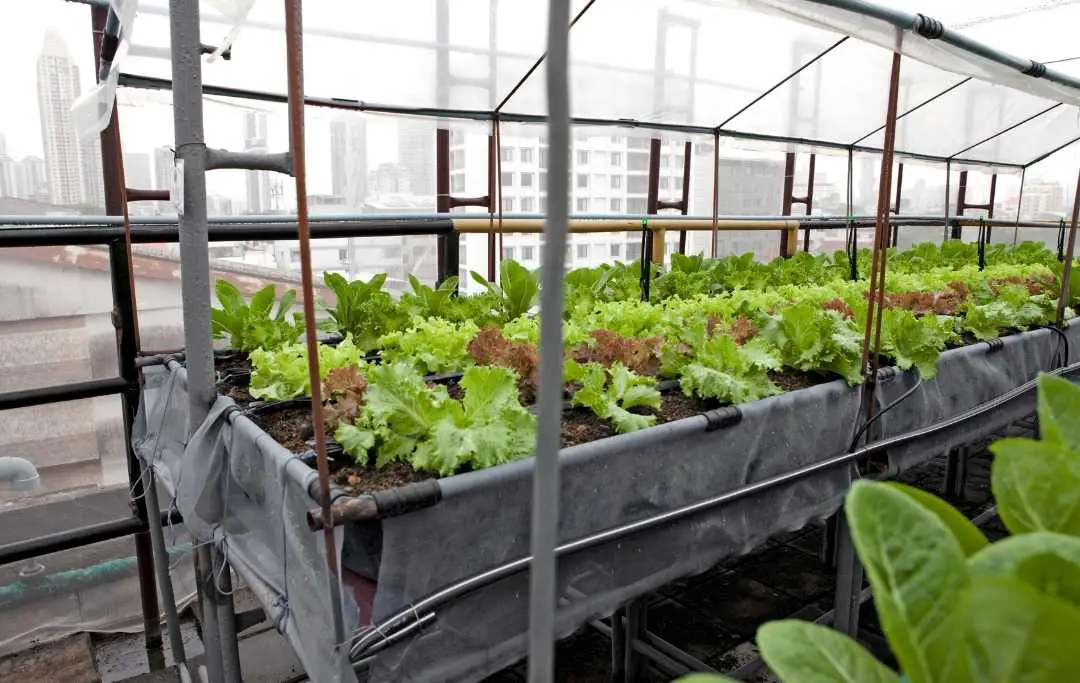 how-to-grow-lettuce-in-a-small-greenhouse-slick-garden