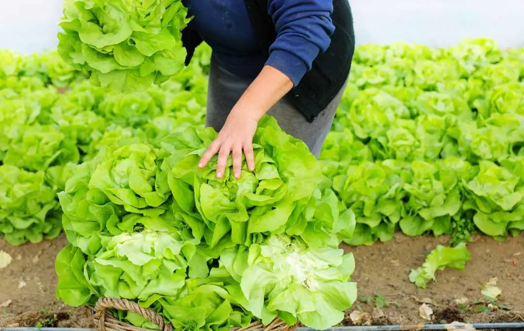 HOW TO GROW LETTUCE IN A SMALL GREENHOUSE? Slick Garden