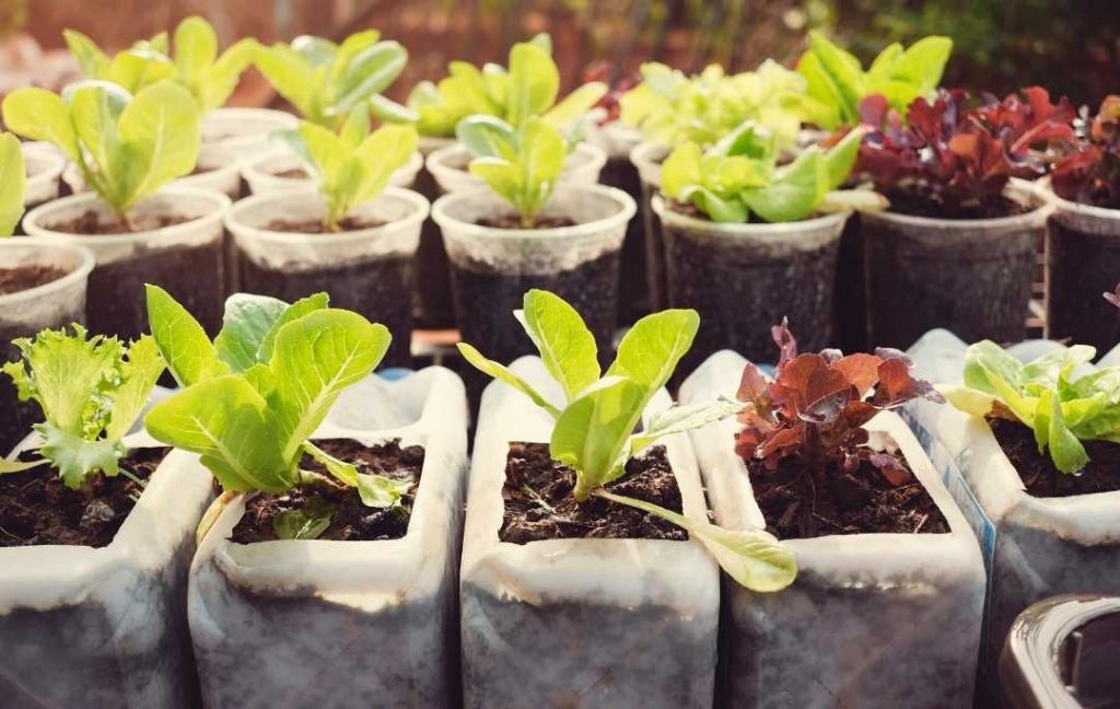 HOW TO GROW LETTUCE IN PLASTIC BOTTLES? – Slick Garden
