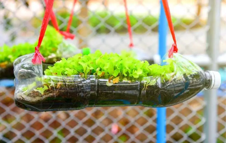 How To Grow Plants In Bottles