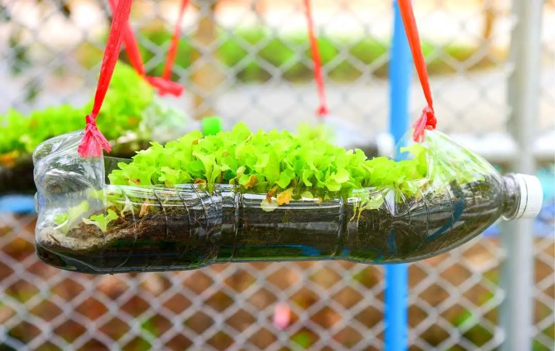 how-to-grow-lettuce-in-plastic-bottles-slick-garden