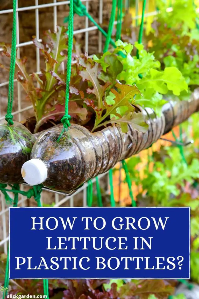 HOW TO GROW LETTUCE IN PLASTIC BOTTLES? Slick Garden