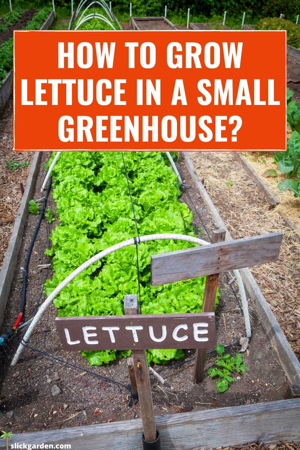 HOW TO GROW LETTUCE IN A SMALL GREENHOUSE? – Slick Garden
