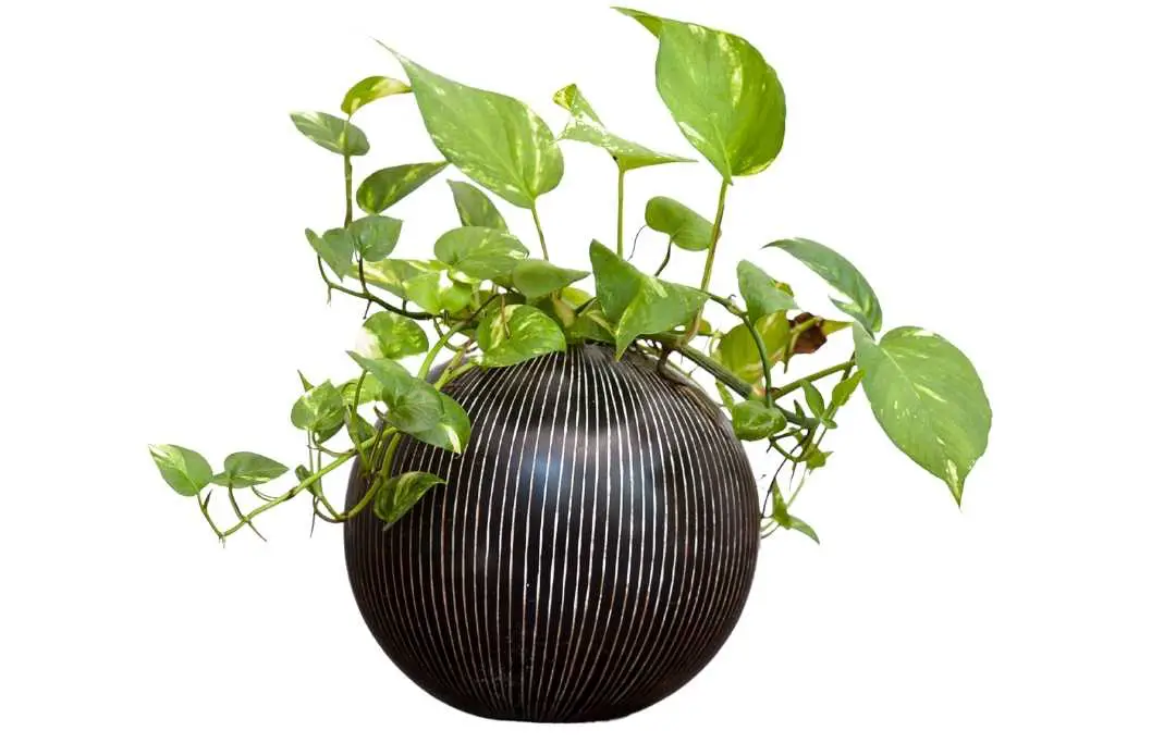 10 HOUSEPLANTS FOR BASEMENT Slick Garden