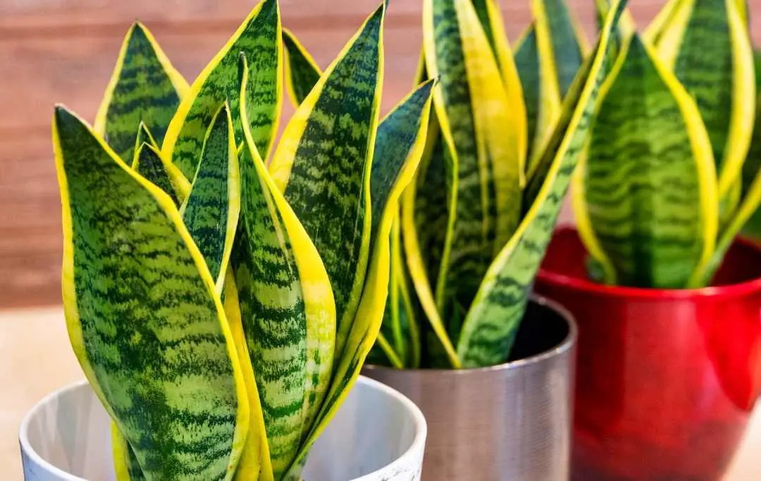 Сансевиерия Snake Plants