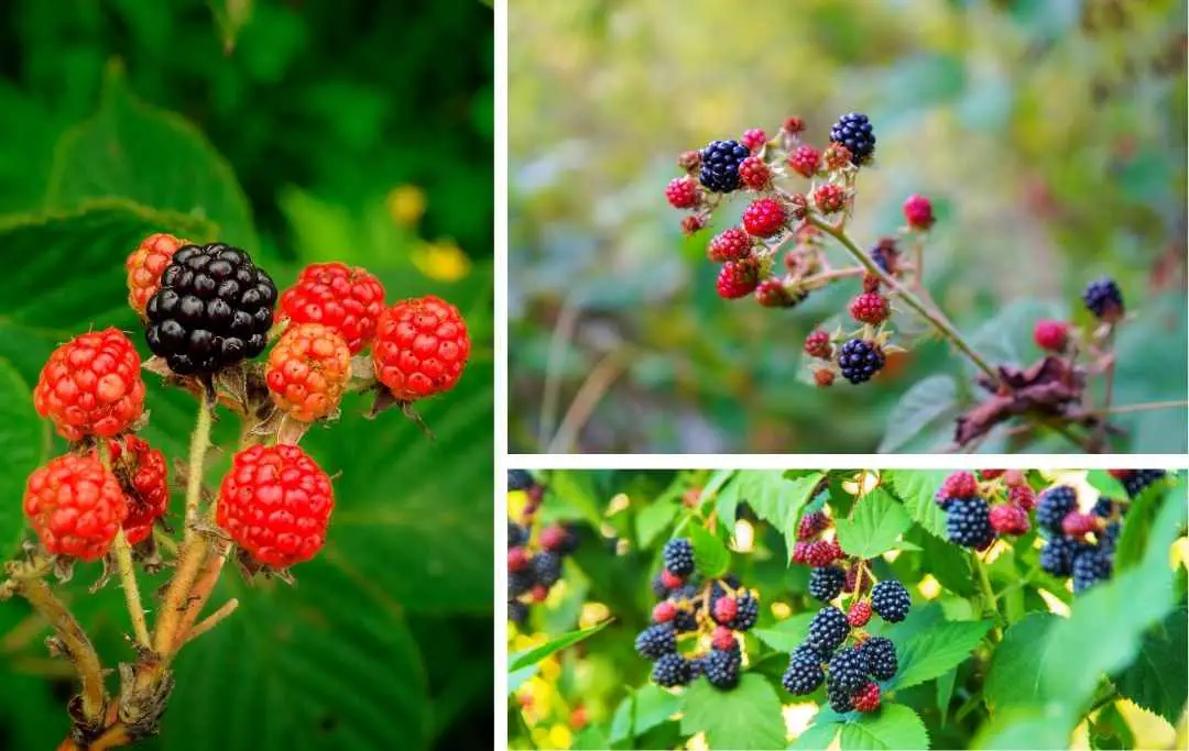 HOW TO GROW BLACKBERRIES FROM CUTTINGS? Slick Garden