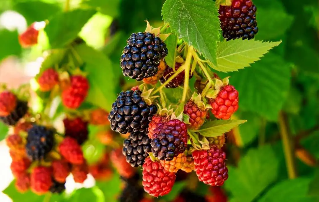 HOW TO GROW BLACKBERRIES FROM CUTTINGS? – Slick Garden