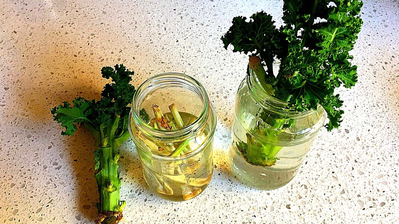HOW TO GROW KALE CUTTINGS IN THE WATER? Slick Garden