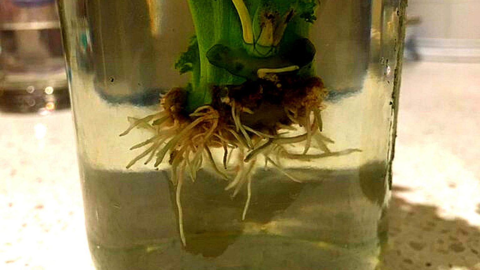 HOW TO GROW KALE CUTTINGS IN THE WATER? Slick Garden