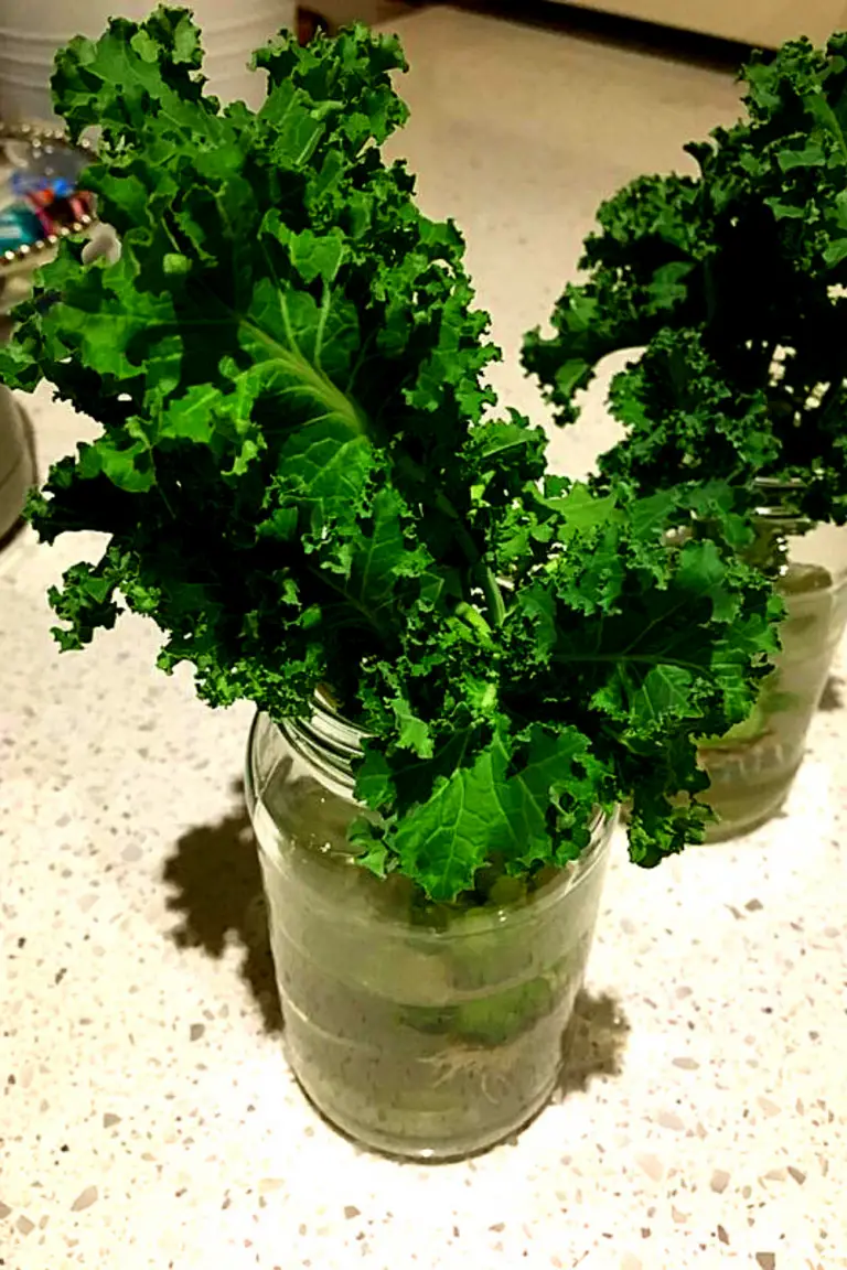 HOW TO GROW KALE CUTTINGS IN THE WATER? Slick Garden