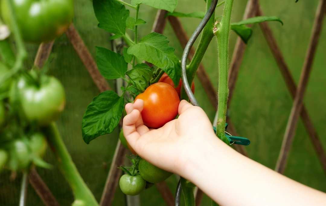 CAN YOU GROW TOMATOES FROM SUPERMARKET TOMATOES? Slick Garden
