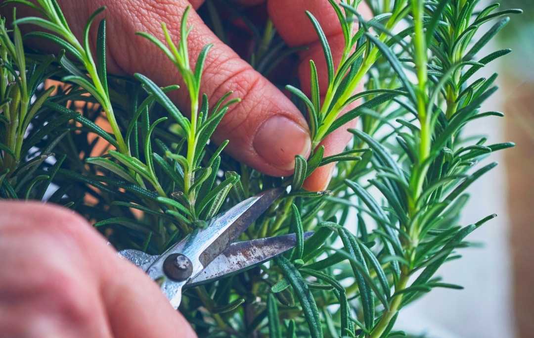 HOW TO GROW ROSEMARY FROM CUTTINGS IN WATER? Slick Garden