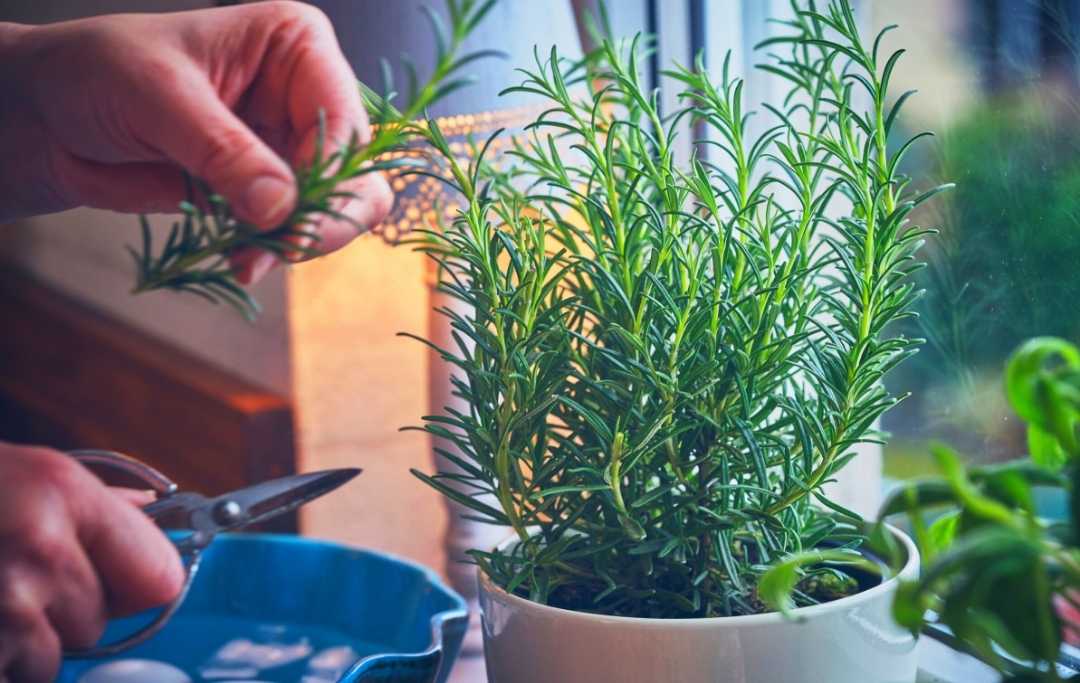 HOW TO GROW ROSEMARY FROM CUTTINGS IN WATER? – Slick Garden