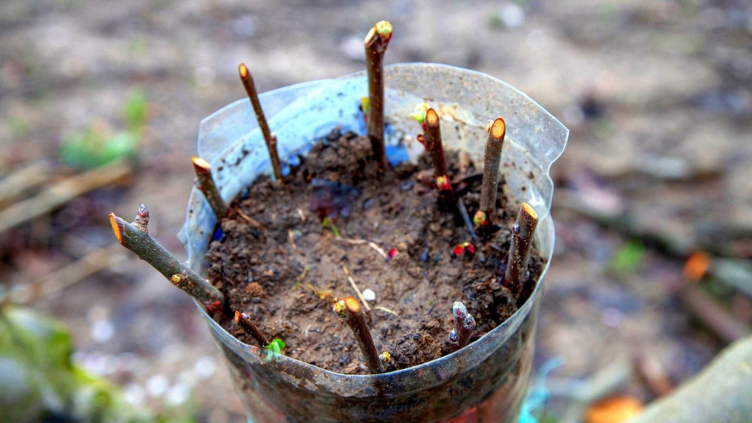 how-do-you-grow-apple-trees-from-cuttings