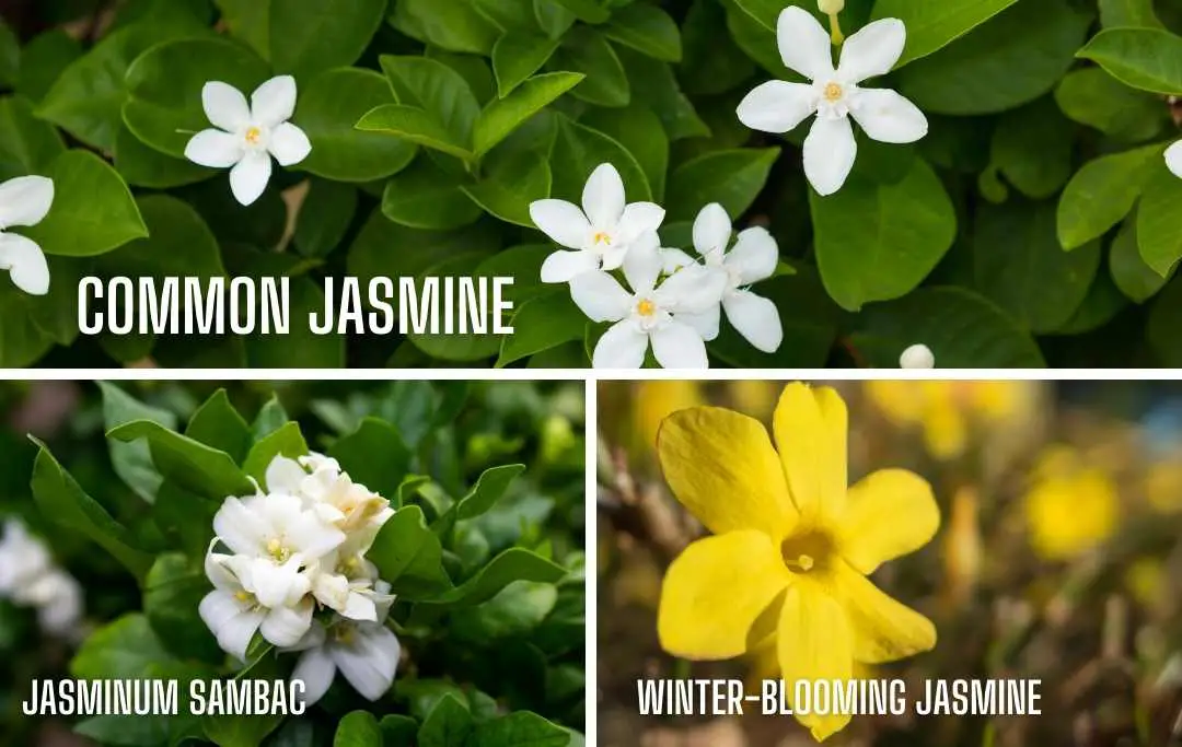 HOW TO GROW JASMINE INDOORS? Slick Garden