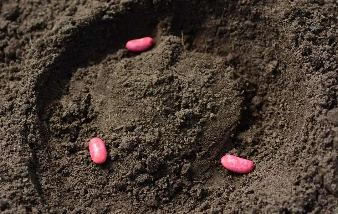 HOW TO GROW KIDNEY BEANS IN A POT? Slick Garden