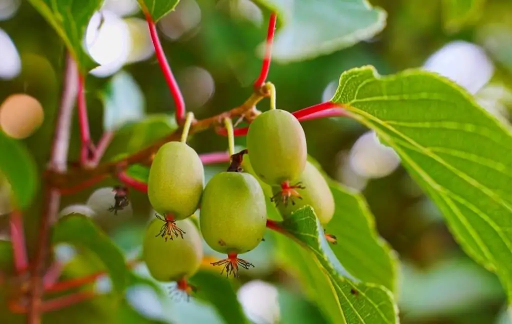 Kiwi Seeds Kiwi Berry Kiwi Fruit Organic Fruit Seeds - TonySeeds