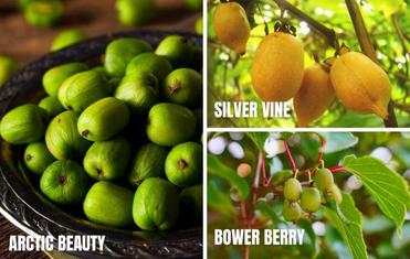 Kiwi Seeds Kiwi Berry Kiwi Fruit Organic Fruit Seeds - TonySeeds