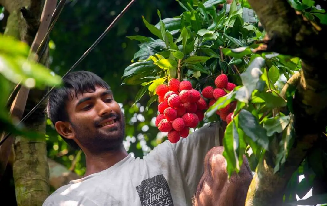 HOW TO GROW LYCHEE FROM CUTTINGS? Slick Garden
