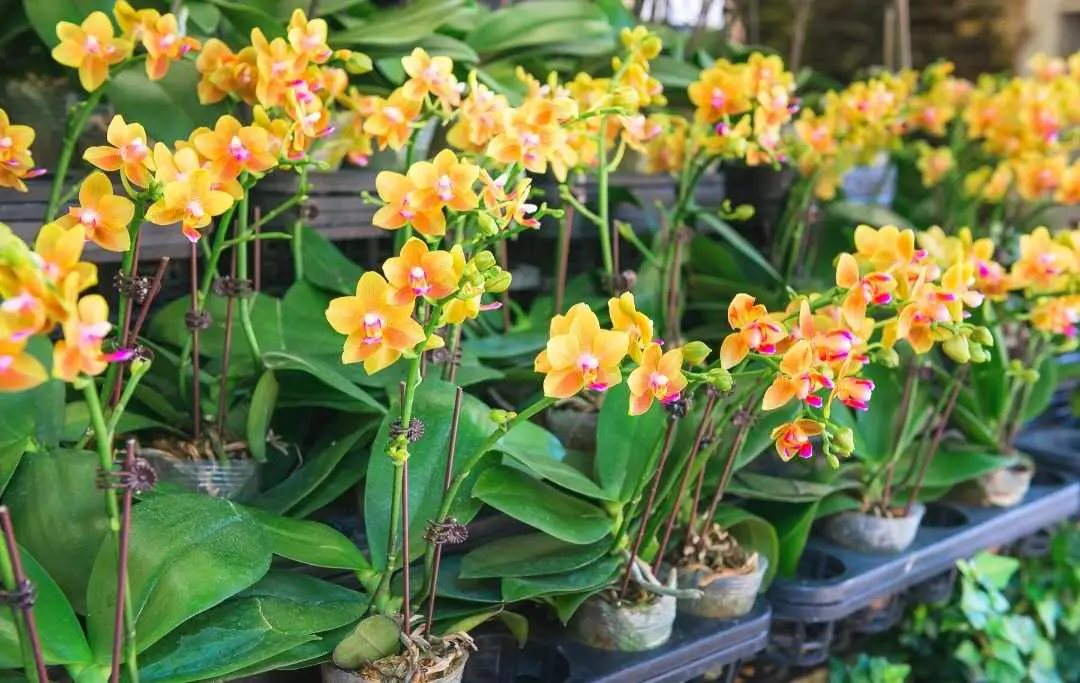 HOW TO GROW ORCHIDS FROM SEEDS? Slick Garden