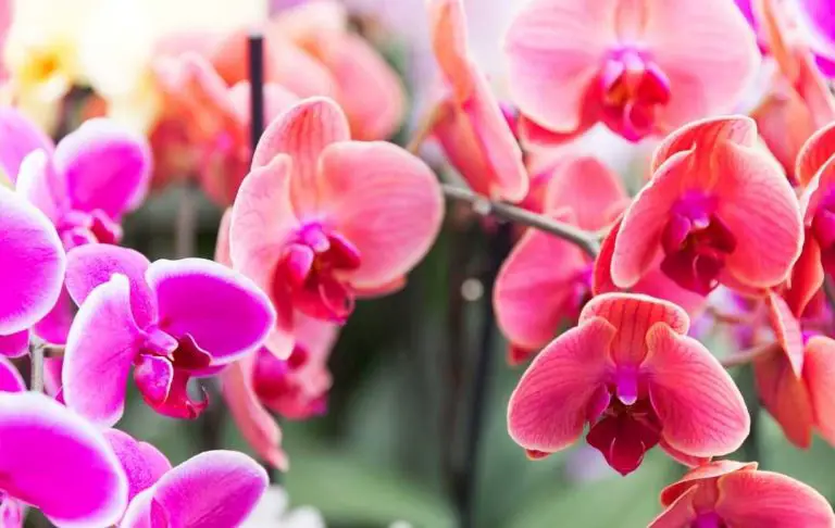 HOW TO GROW ORCHIDS FROM SEEDS? – Slick Garden