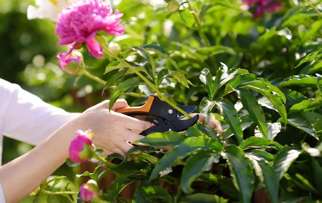 HOW TO GROW PEONIES FROM CLIPPINGS? Slick Garden