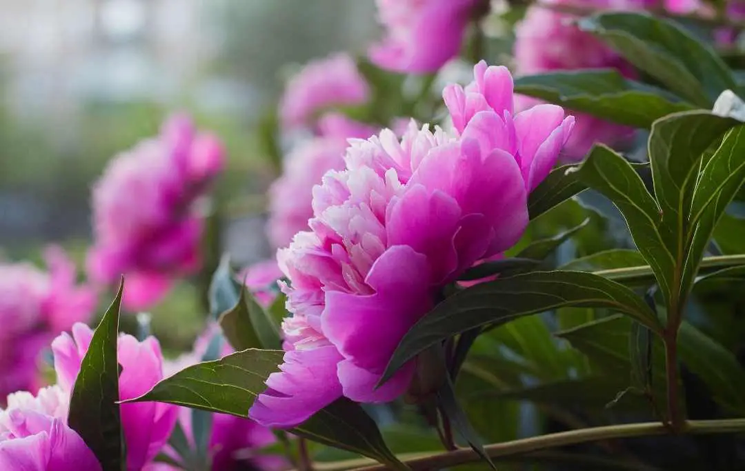 HOW TO GROW PEONIES FROM CLIPPINGS? – Slick Garden