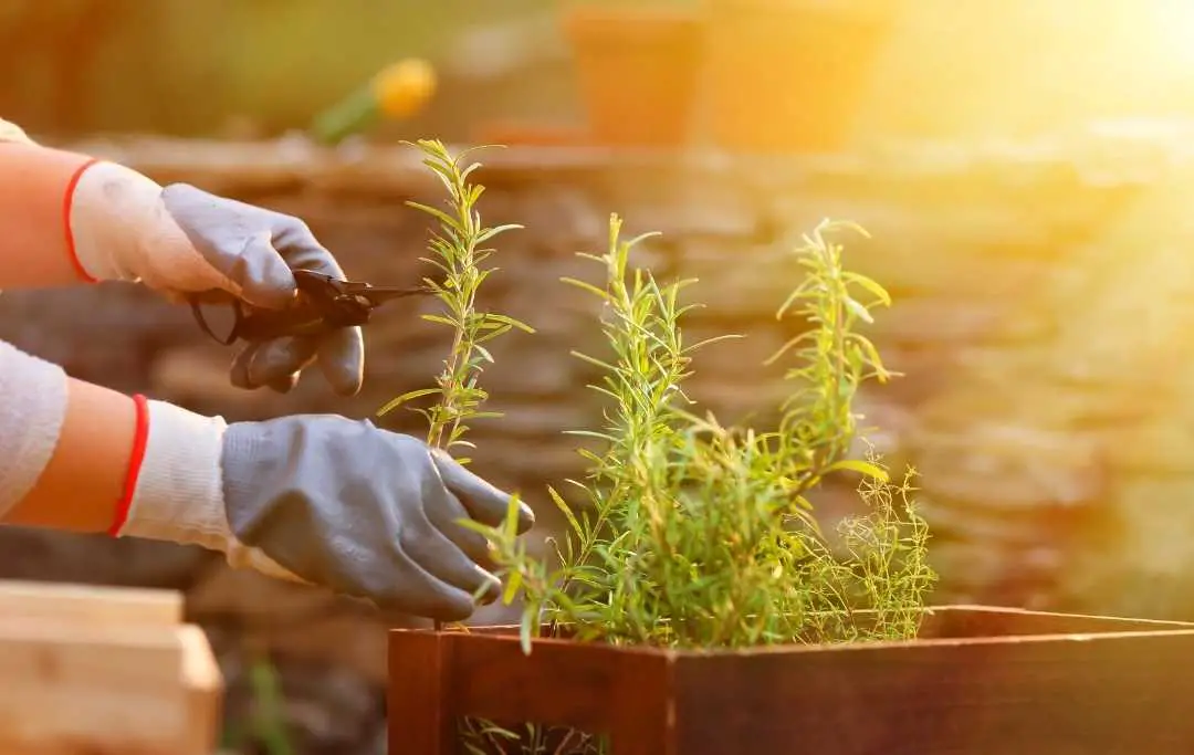 GROWING ROSEMARY FROM GROCERY STORE CUTTINGS Slick Garden