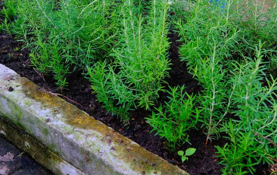 GROWING ROSEMARY FROM GROCERY STORE CUTTINGS Slick Garden
