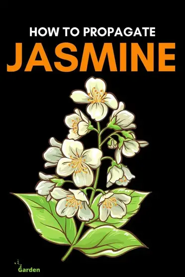 How To Grow Jasmine Indoors Slick Garden