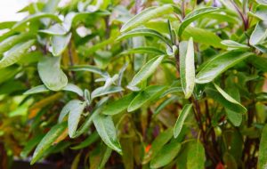 PROPAGATE SAGE FROM THE GROCERY STORE – Slick Garden