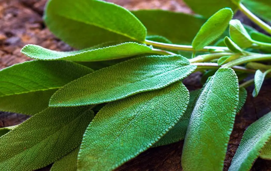 PROPAGATE SAGE FROM THE GROCERY STORE Slick Garden