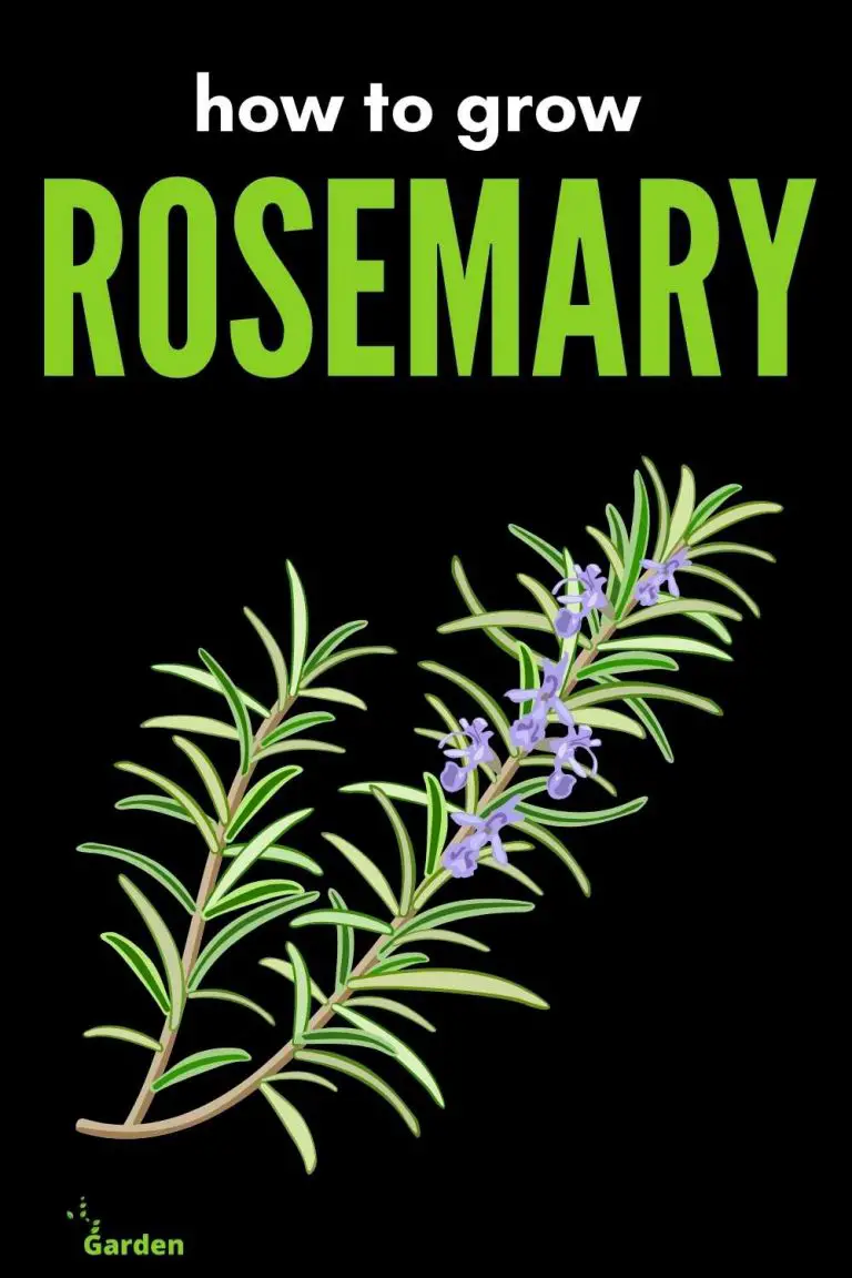 GROWING ROSEMARY FROM GROCERY STORE CUTTINGS Slick Garden