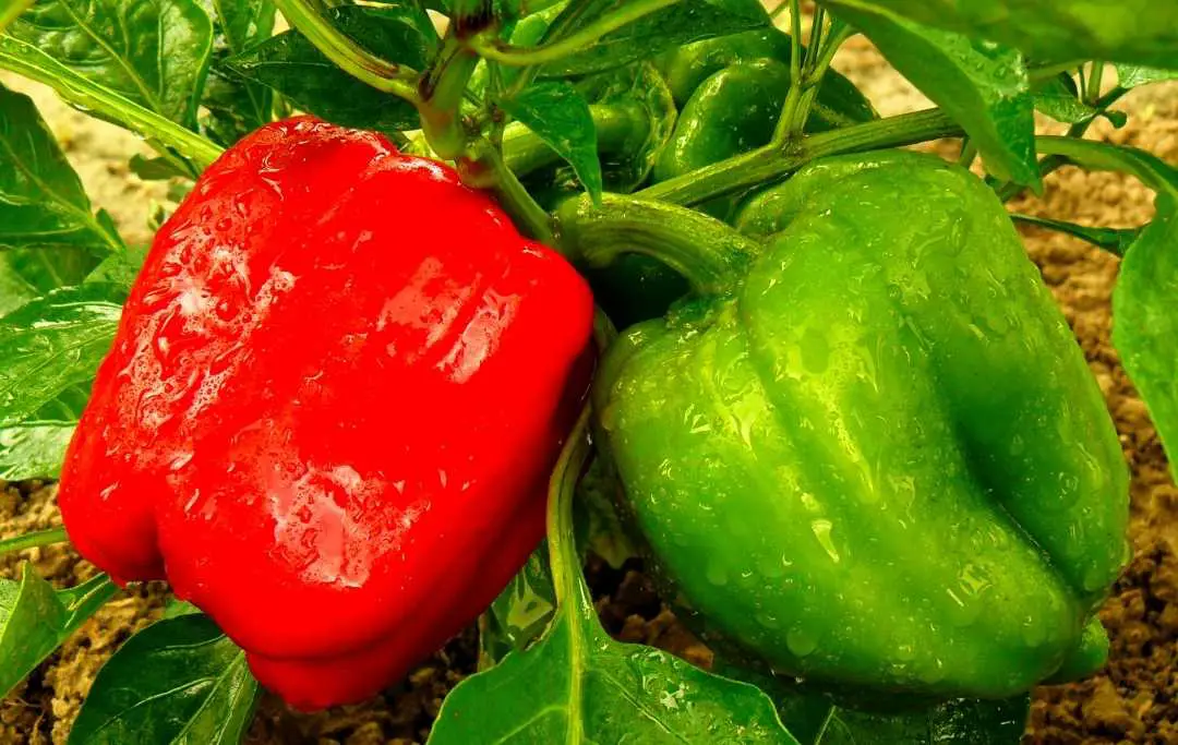 HOW TO GROW BELL PEPPERS FROM SCRAPS? Slick Garden