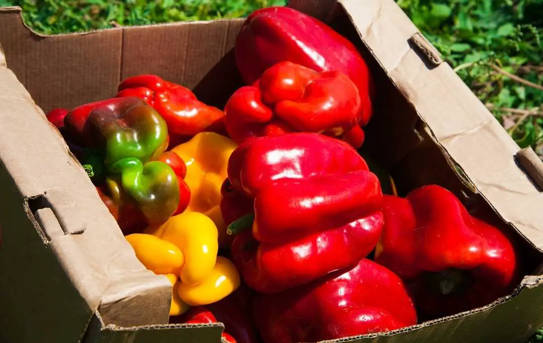 HOW TO GROW BELL PEPPERS FROM SCRAPS? Slick Garden