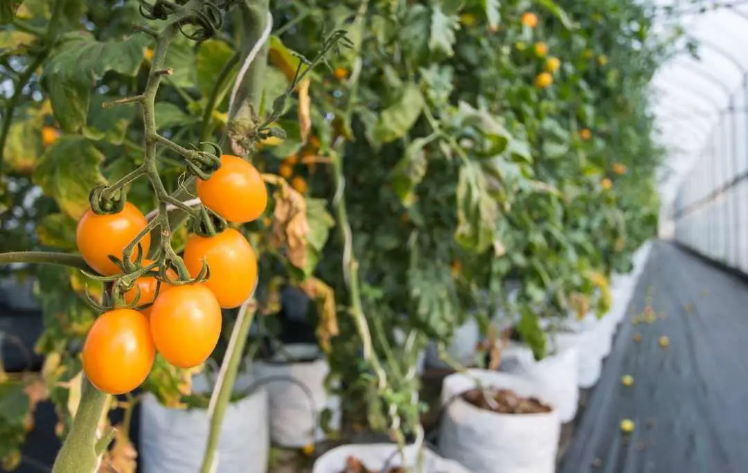 HOW TO GROW CHERRY TOMATOES IN A GREENHOUSE? Slick Garden