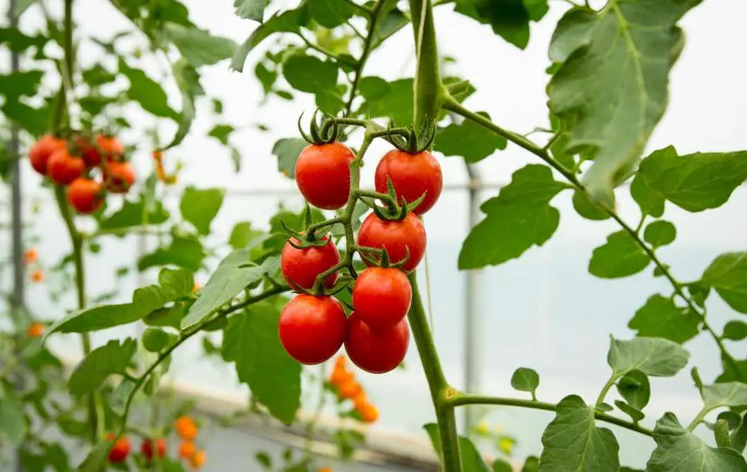 HOW TO GROW CHERRY TOMATOES IN A GREENHOUSE? Slick Garden