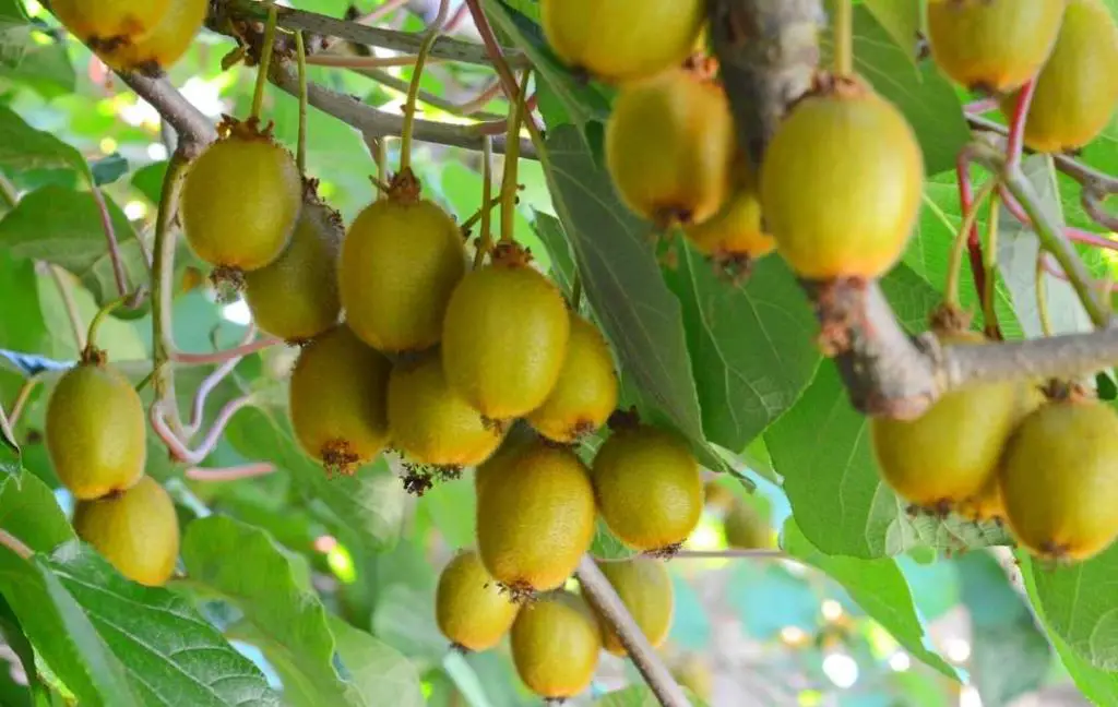 HOW TO GROW KIWI FRUIT IN A GREENHOUSE? – Slick Garden