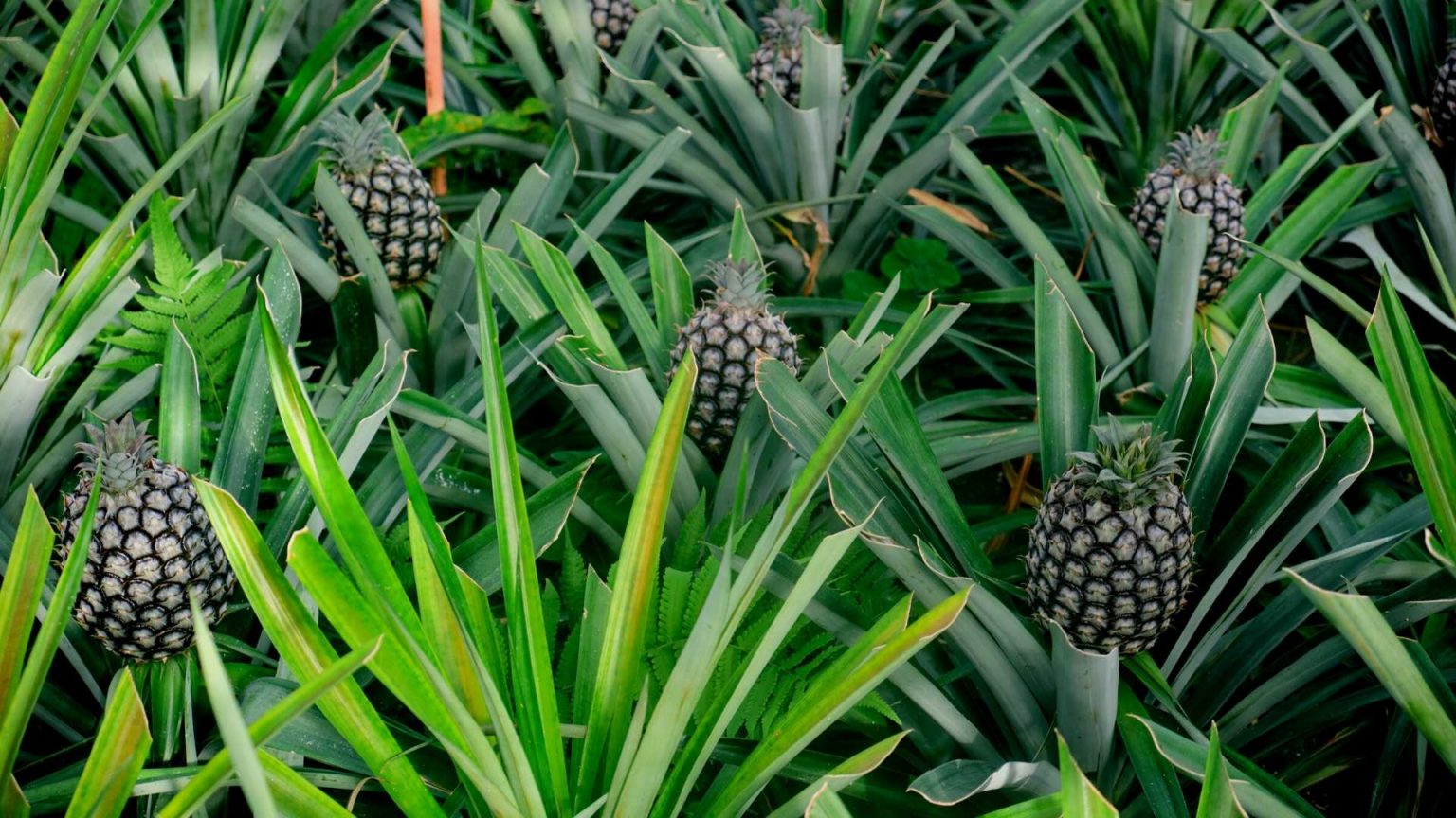 HOW TO GROW PINEAPPLE FROM SEEDS? Slick Garden