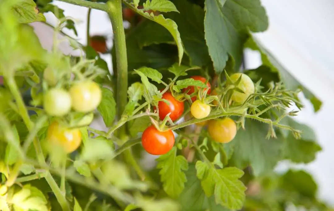 GROWING CHERRY TOMATOES INDOORS Slick Garden