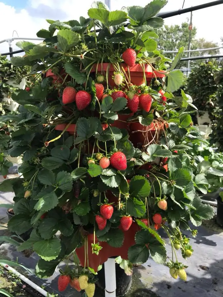Ozark Beauty Strawberries growing vertically