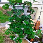 GROWING STRAWBERRIES VERTICALLY IN TOWERS – Slick Garden