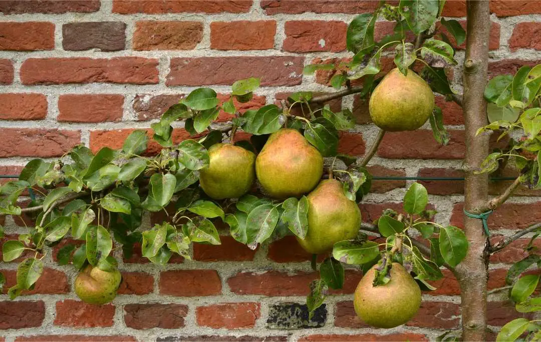 EVERYTHING YOU NEED TO KNOW ABOUT GROWING PEAR TREE FROM SEEDS – Slick ...