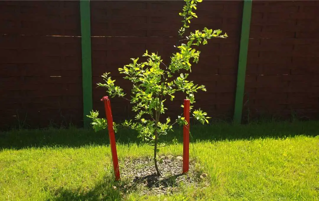 EVERYTHING YOU NEED TO KNOW ABOUT GROWING PEAR TREE FROM SEEDS – Slick ...