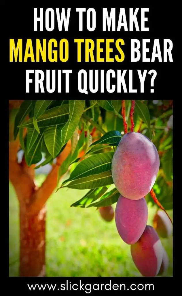 how-to-make-mango-trees-bear-fruit-quickly-slick-garden