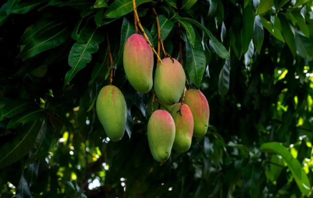 Mango tree fruit bearing age