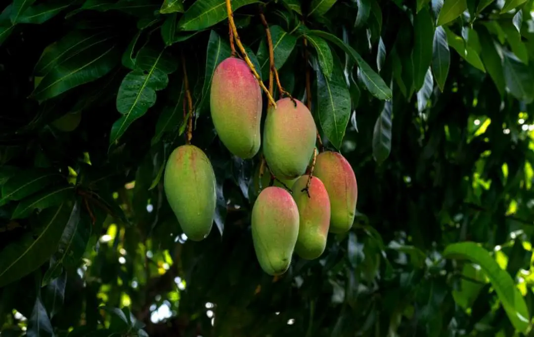 HOW TO MAKE MANGO TREES BEAR FRUIT QUICKLY? Slick Garden